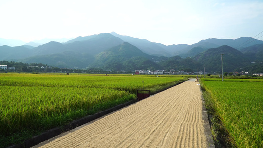 航拍乡村稻田 公路道路视频