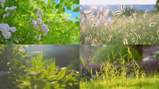 春日唯美阳光植物意境空镜合集视频