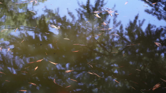 池塘倒影水面波纹反光视频