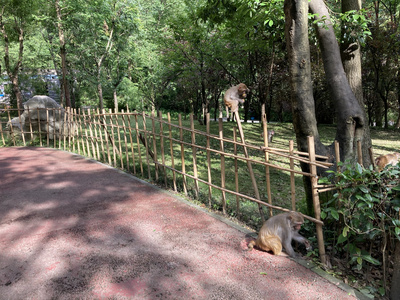 贵阳4A景区黔灵山公园嬉闹的猕猴群[追闹]视频