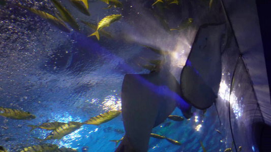 赤魟太平洋扁鲨深海鱼类视频