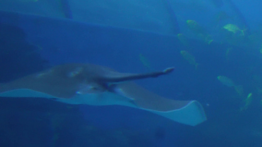 赤魟太平洋扁鲨深海鱼类视频