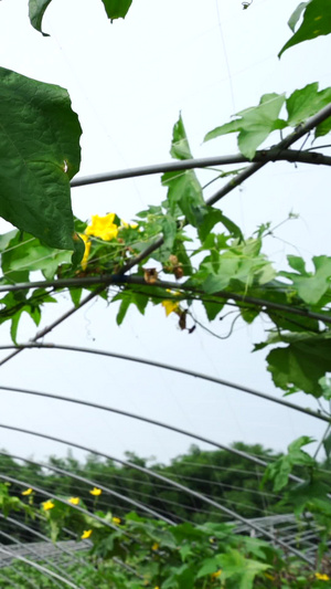 夏季蔬菜丝瓜绿色蔬菜80秒视频