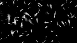 动态白色羽毛飘动4K透明背景视频素材20秒视频