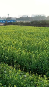 少女在油菜花海中招手粮食作物视频