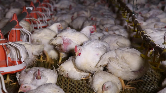 激素鸡谣言探秘鸡肉养殖场视频