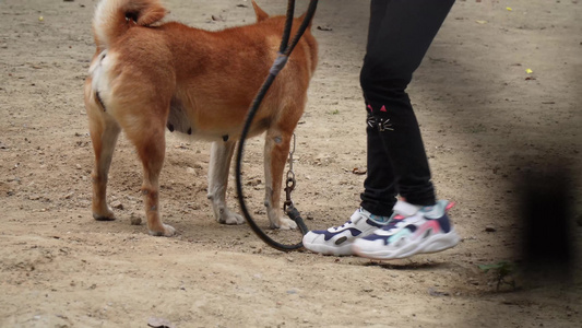 宠物乐园里的宠物狗遛狗养狗视频