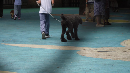 宠物乐园里的宠物狗遛狗养狗视频