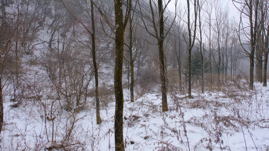 冬天秦岭山深处岭南公园的雪景视频