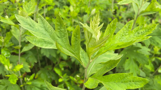 4K实拍端午节节日元素艾草习俗视频