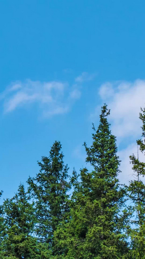 松树尖蓝天白云延时风和日丽14秒视频