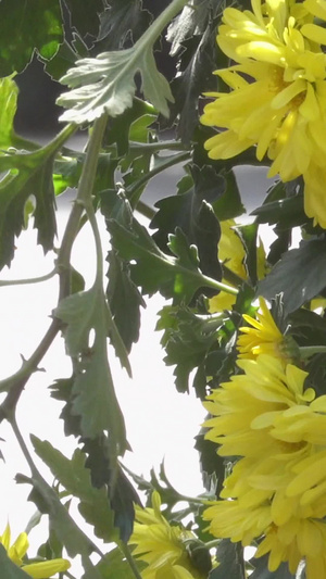 秋季自然风光菊花视频合集31秒视频