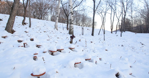 雪地灵芝28秒视频