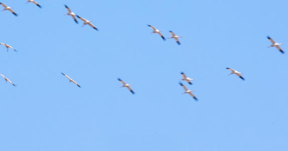 空中飞翔的白鹤视频