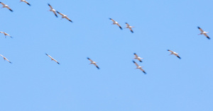 空中飞翔的白鹤22秒视频