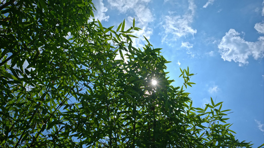 重庆夏季阳光森林空镜视频