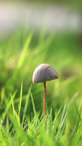 草地上的蘑菇野蘑菇视频