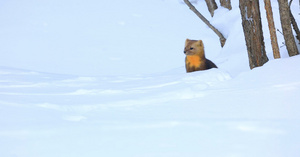 冬天雪地里的紫貂萌17秒视频