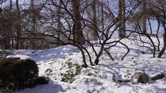 雪松冰雪下雪雪后冬季圆明园视频