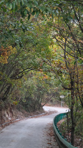 秋天山中的道路视频