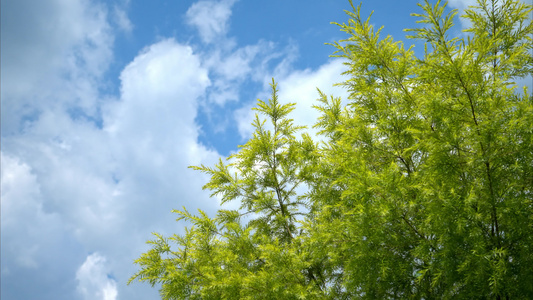 重庆夏季阳光森林空镜视频