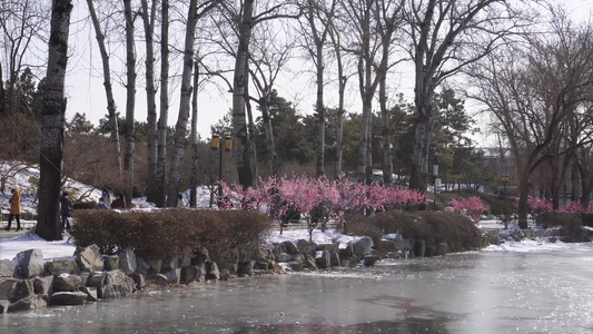 雪中桃花梅花腊梅视频