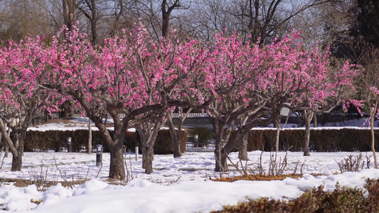 雪中桃花梅花腊梅视频