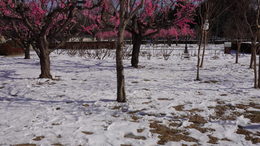 雪中桃花梅花腊梅视频