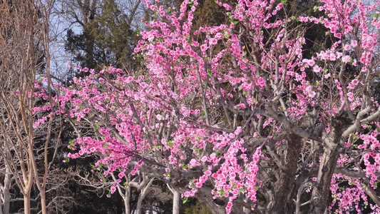 雪中桃花梅花腊梅视频