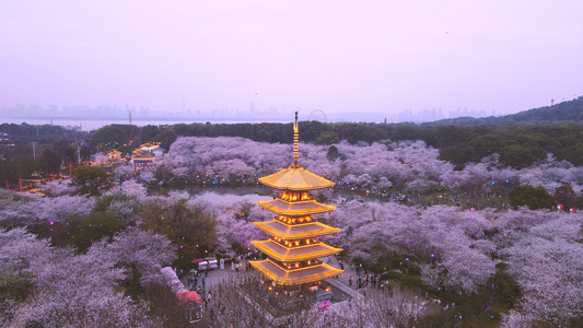 航拍旅游城市春天樱花季4k风景素材视频