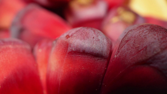 血藤果黑牢固罕见稀有水果视频