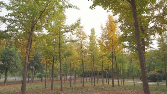 秋天的树林视频