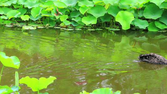 荷花池塘和黑天鹅视频