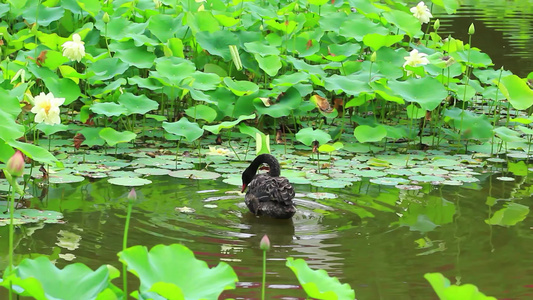 荷花池塘和黑天鹅视频