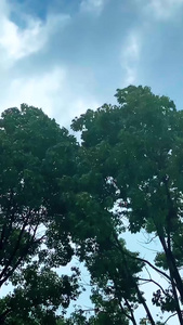 实拍自然天气大风暴雨前视频