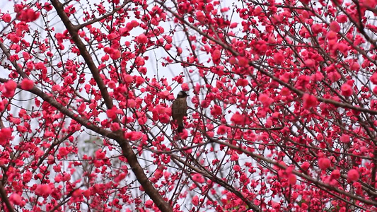春天红梅花盛开鸟儿在红梅枝头视频