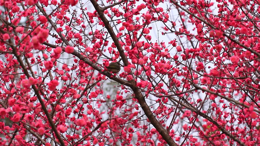 春天红梅花盛开鸟儿在红梅枝头视频