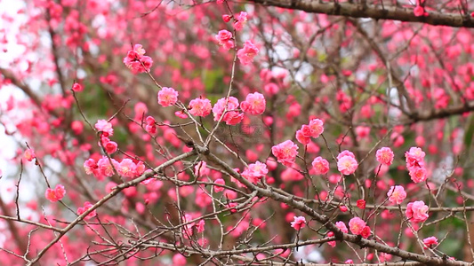 春天红梅花盛开鸟儿在红梅枝头视频