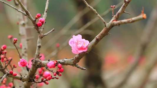 春天红梅花盛开鸟儿在红梅枝头视频