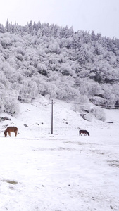冰天雪地里吃草的野马群马吃草视频