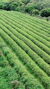 航拍郊外茶园风光春茶节视频