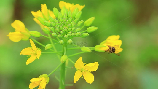 春天的蜜蜂在油菜花间采花粉视频