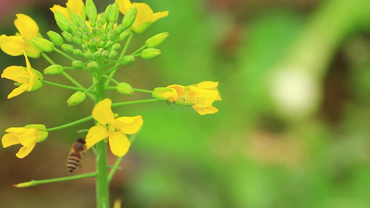 春天的蜜蜂在油菜花间采花粉视频