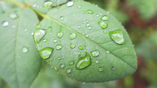 雨天叶子上的露水4k视频视频