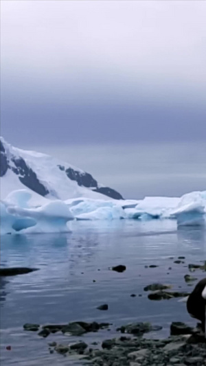 南极大陆上的一只企鹅气候变暖10秒视频