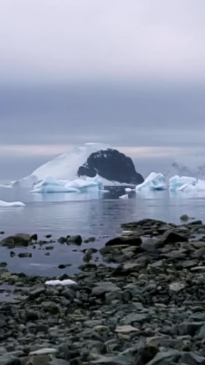 南极大陆上的一只企鹅气候变暖10秒视频