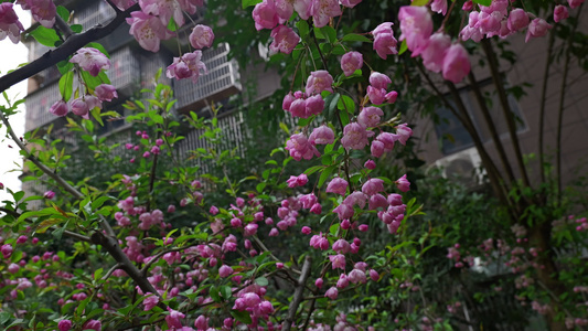 樱花花朵4K视频