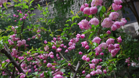 樱花花朵4K视频