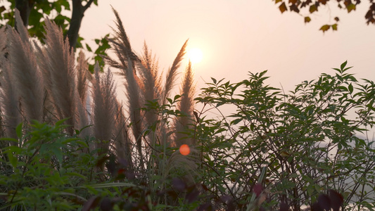 4K实拍唯美夕阳下写意芦苇植物治愈视频空镜视频