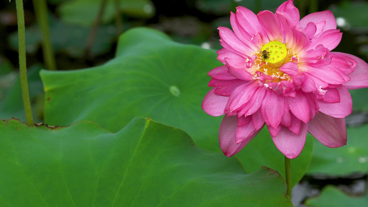 4k雨后莲花水珠勤劳蜜蜂视频